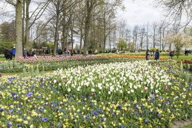 insanlar içinde keukenhof