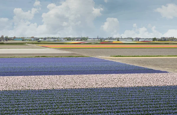 Tulip fields in holland near Lisse — Stock Photo, Image