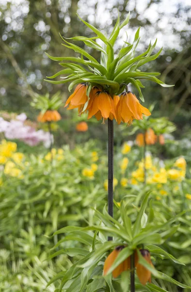 Crown Imperials, Kaiser 's Crown, Fritillaria imperialis — Fotografia de Stock