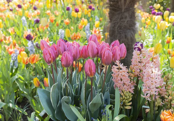 Tulipas e jacinto em cores pastel — Fotografia de Stock