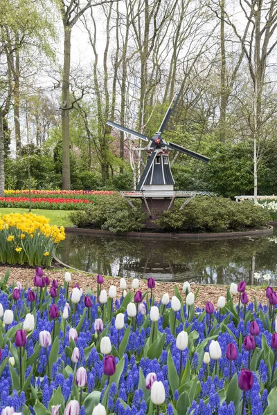 Windmühle und Tulpen im holländischen Blumengarten — Stockfoto