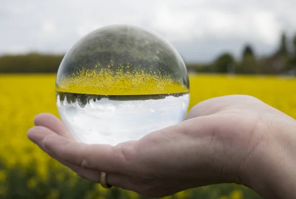 Round glass ball rapeseed field — Stock Photo, Image