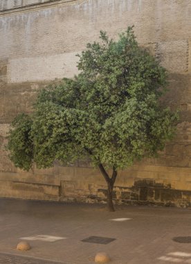 Antik duvar ile eski zeytin ağacı