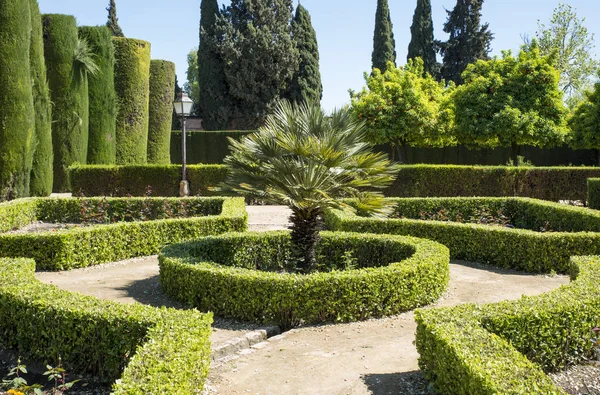 Garden with palm and green plants around — Stock Photo, Image