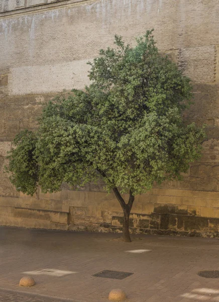 Old olive tree with ancient wall — Stock Photo, Image