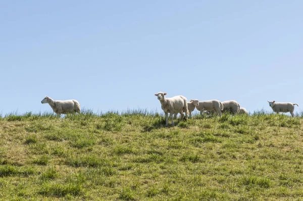 Ovejas jóvenes en dique verde — Foto de Stock