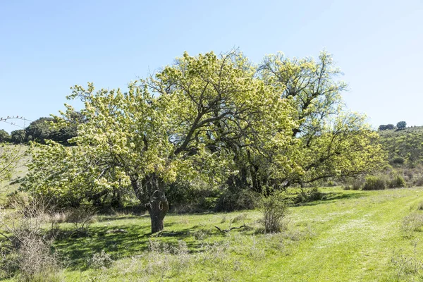 Sierras subbticas Natural Park in andalusia — Stock Photo, Image