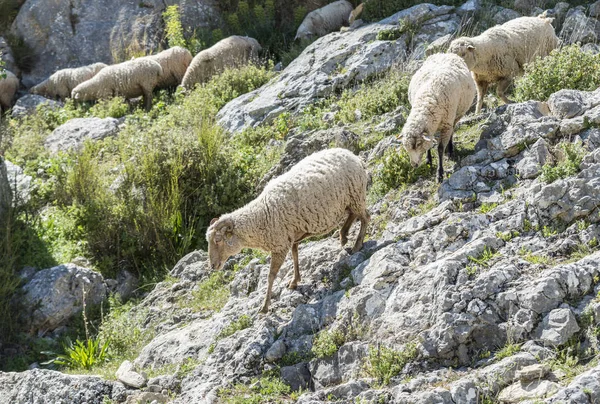 Rebaño de ovejas en las montañas de andalusia — Foto de Stock