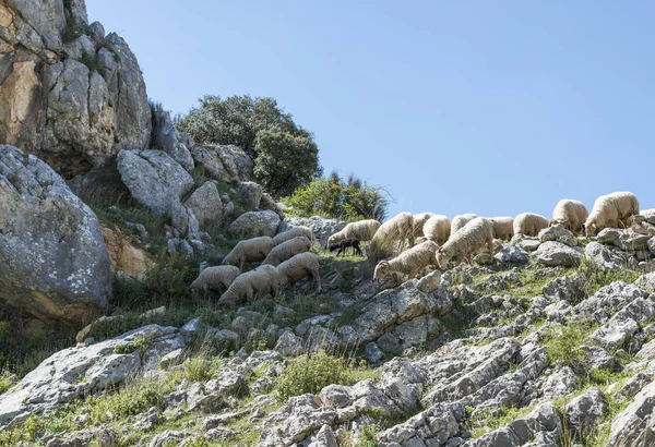 Herd of sheep in the mountains of andalusia — Stock Photo, Image