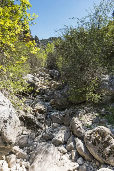 在无石中有鹅卵石和岩石的干涸的河床 — 图库照片