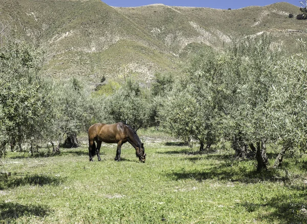 Brown horse in the mountains of andalusia — Stock Photo, Image