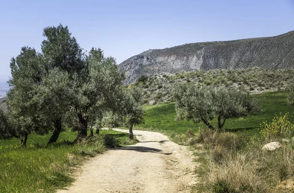 Горный ландшафт Андалусии — стоковое фото