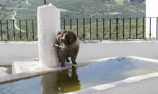 Brązowy pies szuka wody — Zdjęcie stockowe