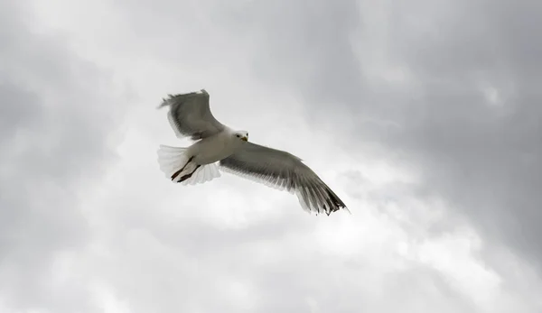 Möwe fliegt im bewölkten Himmel — Stockfoto