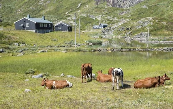 Grazing cows in the norway nature — Stock Photo, Image