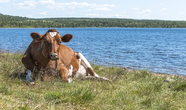 Cow on the beach in norway — Stock Photo, Image