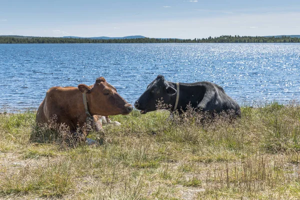 Koudel kráva na pláži v Norsku — Stock fotografie