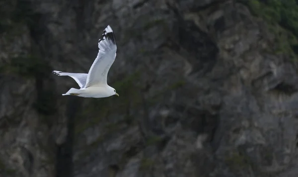 Летящая чайка с камнями в качестве фона — стоковое фото