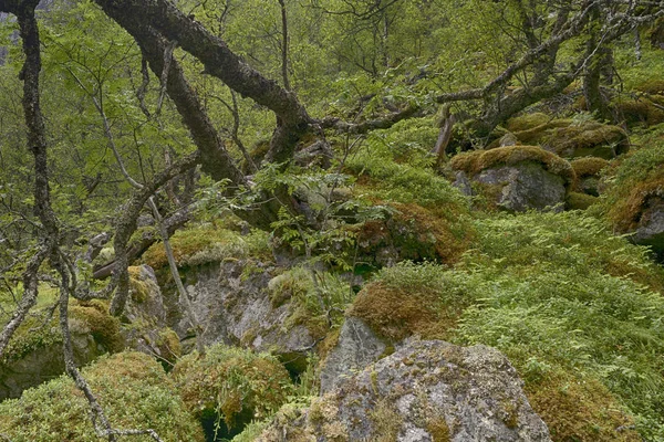 Лісовий мох і рослинність як фон — стокове фото