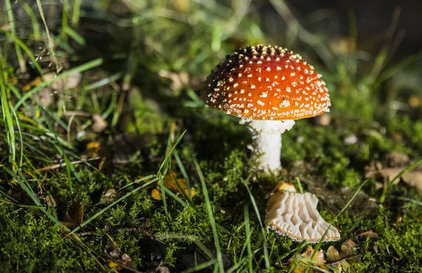 鹅膏菌蝇蘑菇 — 图库照片