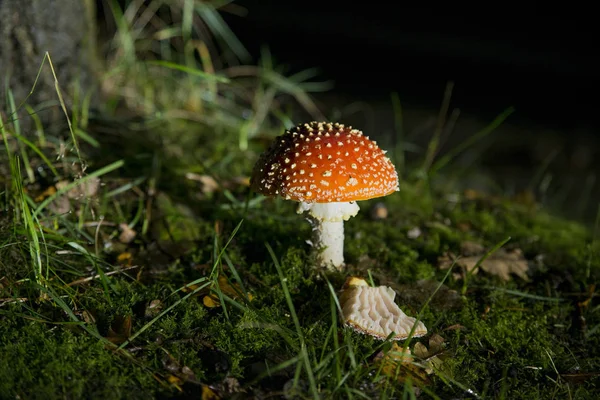 Amanita muscaria houby v noci — Stock fotografie