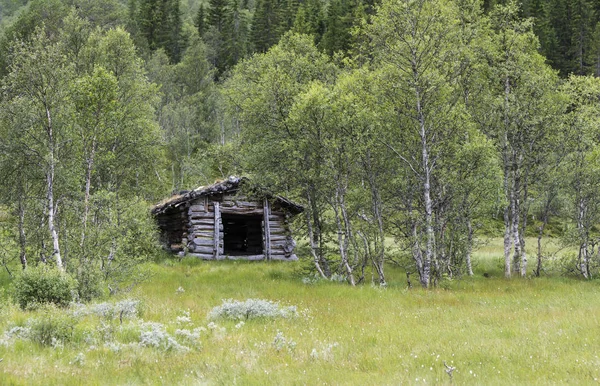 Hnědá dřevěná bouda v zeleném lese — Stock fotografie