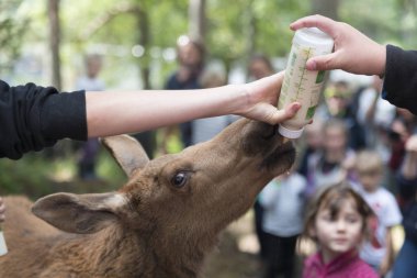 elgtun geyik Parkı Norveç