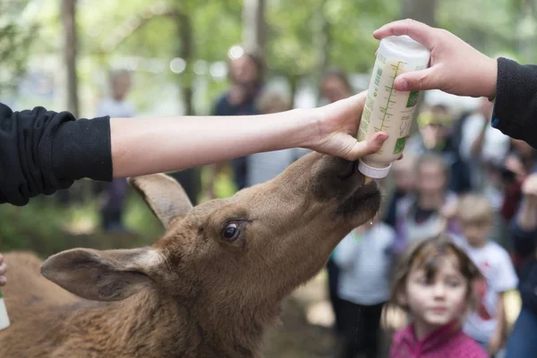 elgtun geyik Parkı Norveç