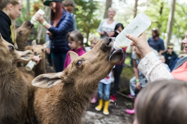 elgtun geyik Parkı Norveç