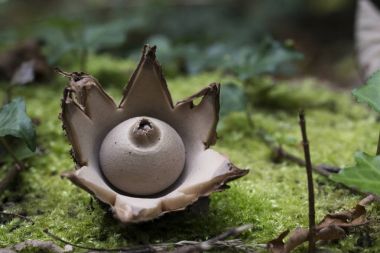 Yakalı earthstar, Geastrum Tripleks