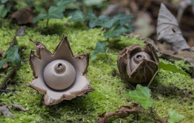 iki yakalı earthstar, Geastrum Tripleks