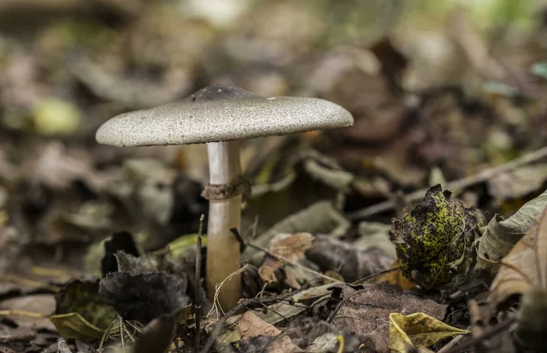 Mushroom in autumn forest — Stock Photo, Image