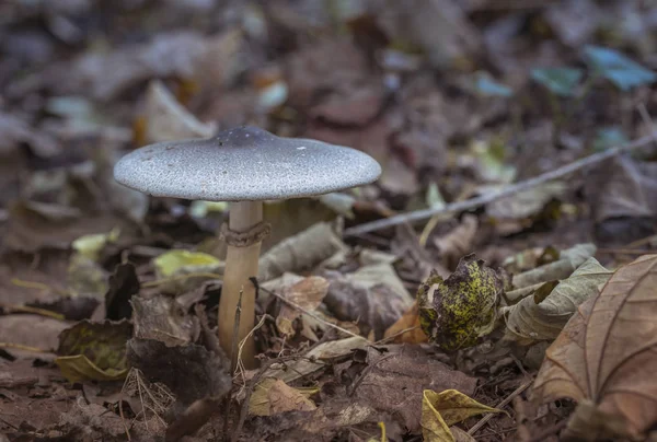 Sieni syksyllä metsässä — kuvapankkivalokuva