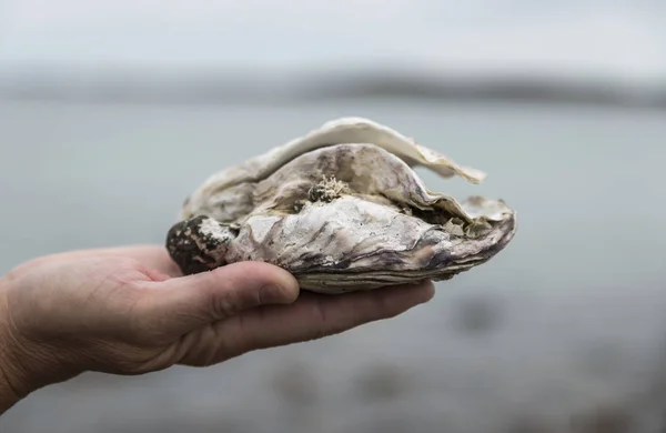 Ostra de mano — Foto de Stock