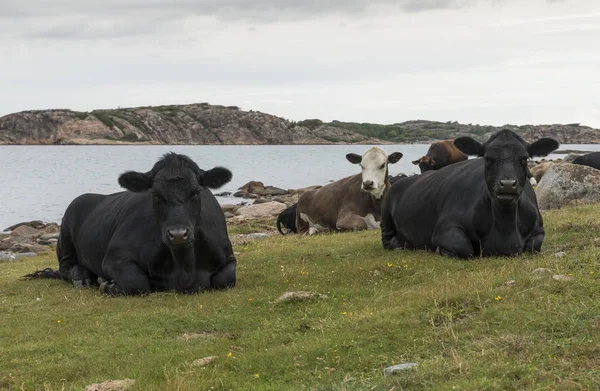 Skupina krav na pláži — Stock fotografie