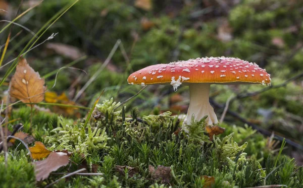 鹅膏菌蝇蘑菇 — 图库照片