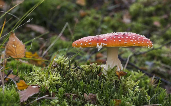 Amanita muscaria-Pilz — Stockfoto