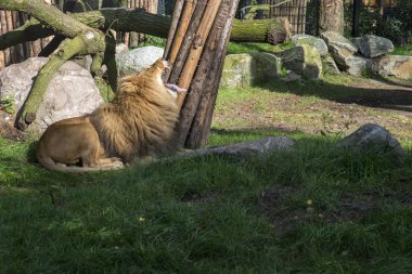 Kükreyen aslan