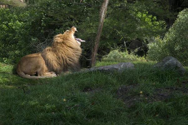 Un león rugiente — Foto de Stock