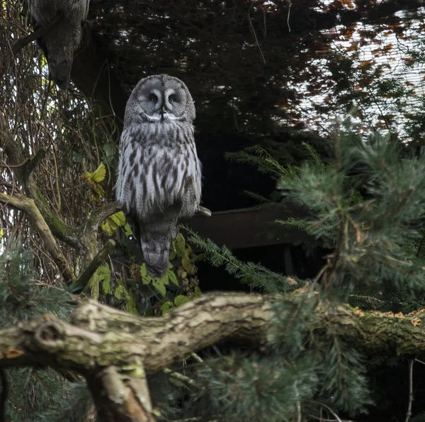 Big nebulosa strix lapland owl — Stock Photo, Image