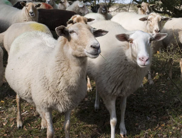 Gruppe von Schafen in der Natur — Stockfoto