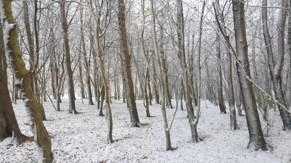 Cesta v zimě sníh lese — Stock fotografie