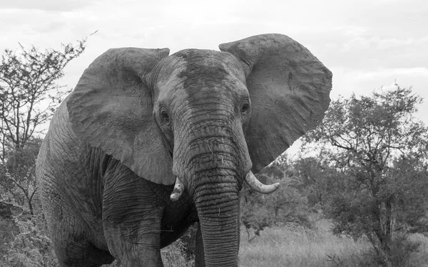 Wildtier im Kruger Nationalpark — Stockfoto