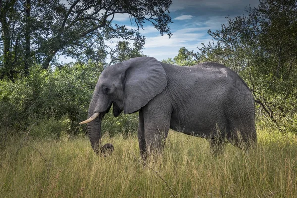 Elefante animal selvagem no parque nacional de kruger — Fotografia de Stock