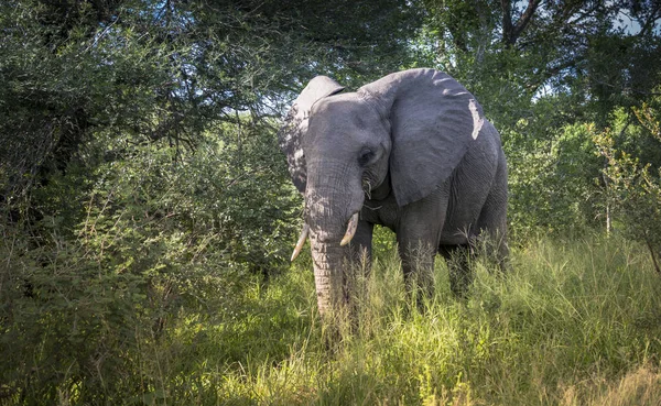 Éléphant sauvage dans le parc national de Kruger — Photo