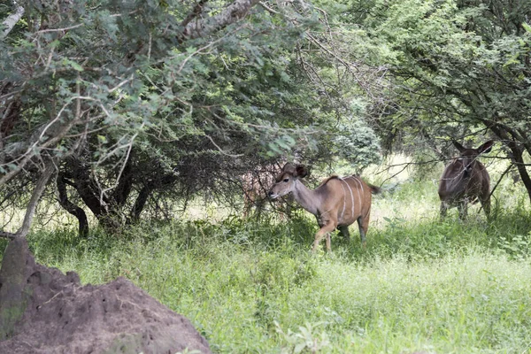 Afrika nyala auf safari — Stockfoto
