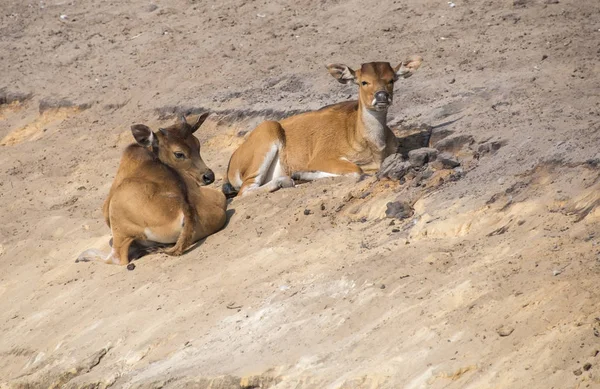 Dos animales jóvenes banteng o bos javanicus — Foto de Stock