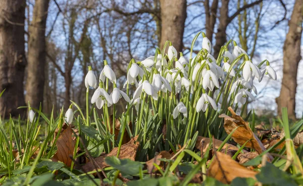 헌병 또는 Galanthus nivalis 꽃 — 스톡 사진