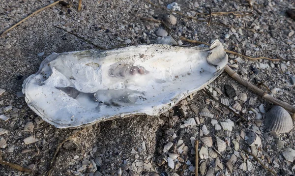 Oyster shell on the beach — Stock Photo, Image