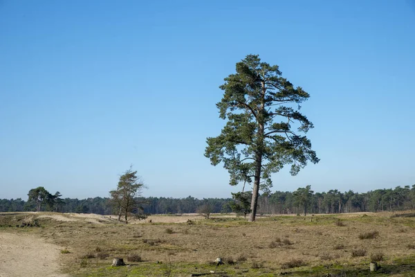 Naturgebiet loonse en drunense duinen in Holland — Stockfoto